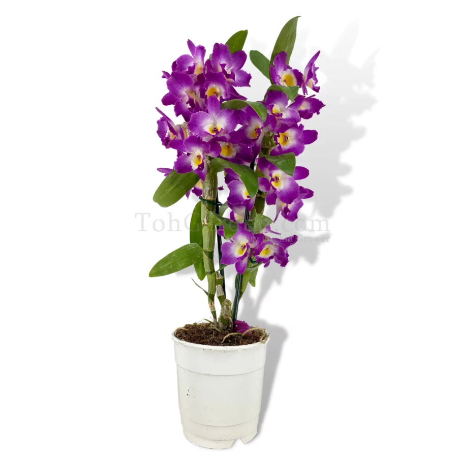 Dendrobium Nobile Purple