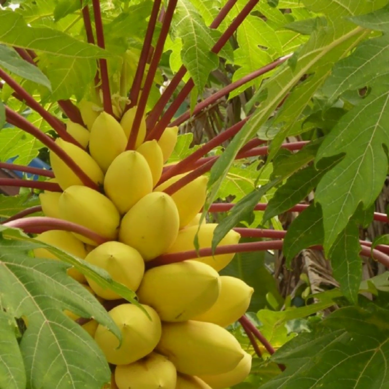 Golden Papaya Tree Toh Garden Singapore Orchid Plant & Flower Grower
