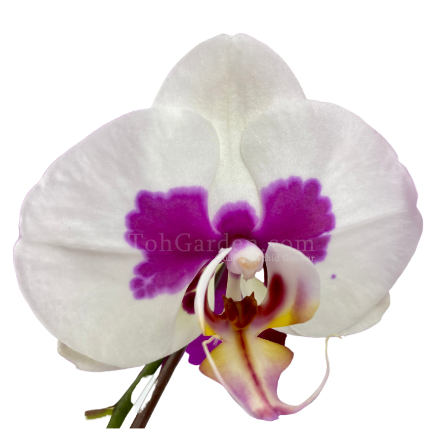 Multicolor Phalaenopsis (8-in-1)