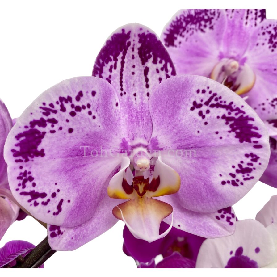 Multicolor Phalaenopsis (8-in-1)
