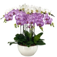 Pink Sogo Phalaenopsis in White Shallow Pot (10 in 1)