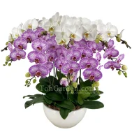 Two-Tier Candy Stripes in White Shallow Pot (10 in 1)