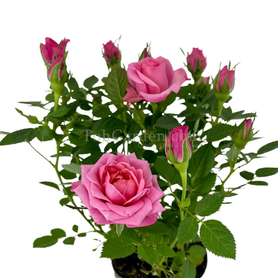 Pink Rose Plant