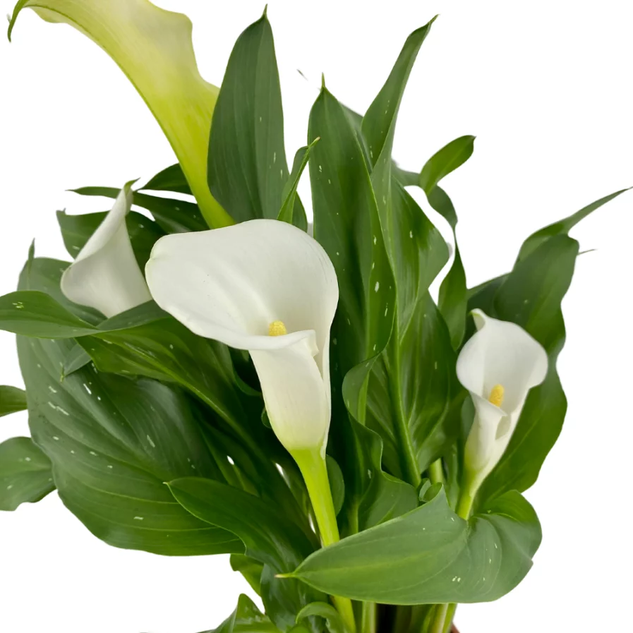 Zantedeschia White Callalily