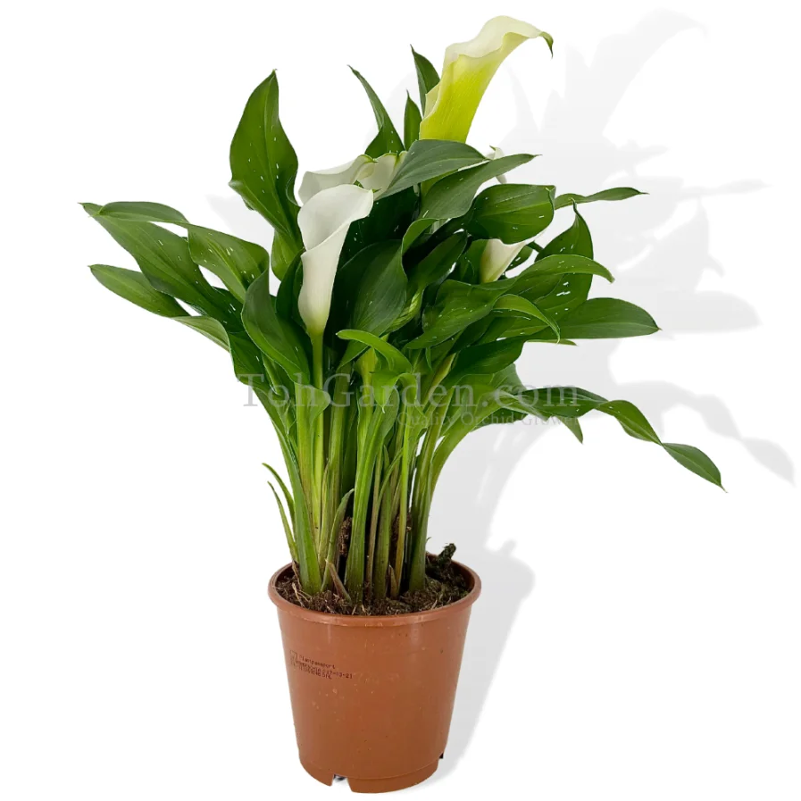 Zantedeschia White Callalily