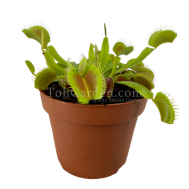 Venus Fly Trap Plant (Dionaea)(捕蠅草)