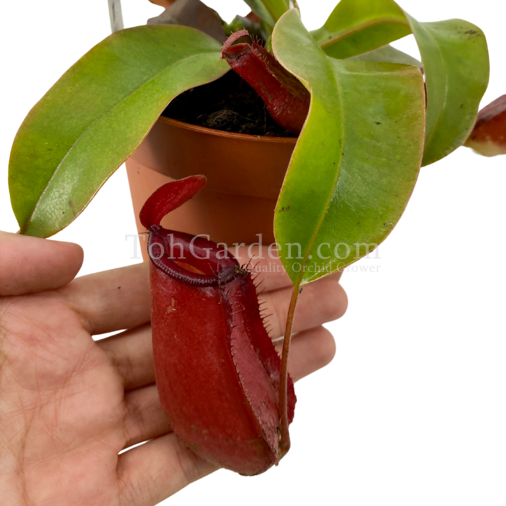 Nepenthes (Red Pitcher) Nepenthes (Red Pitcher)