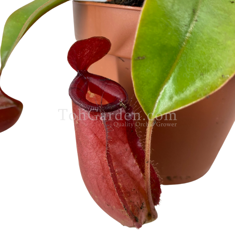 Nepenthes (Red Pitcher) Nepenthes (Red Pitcher)