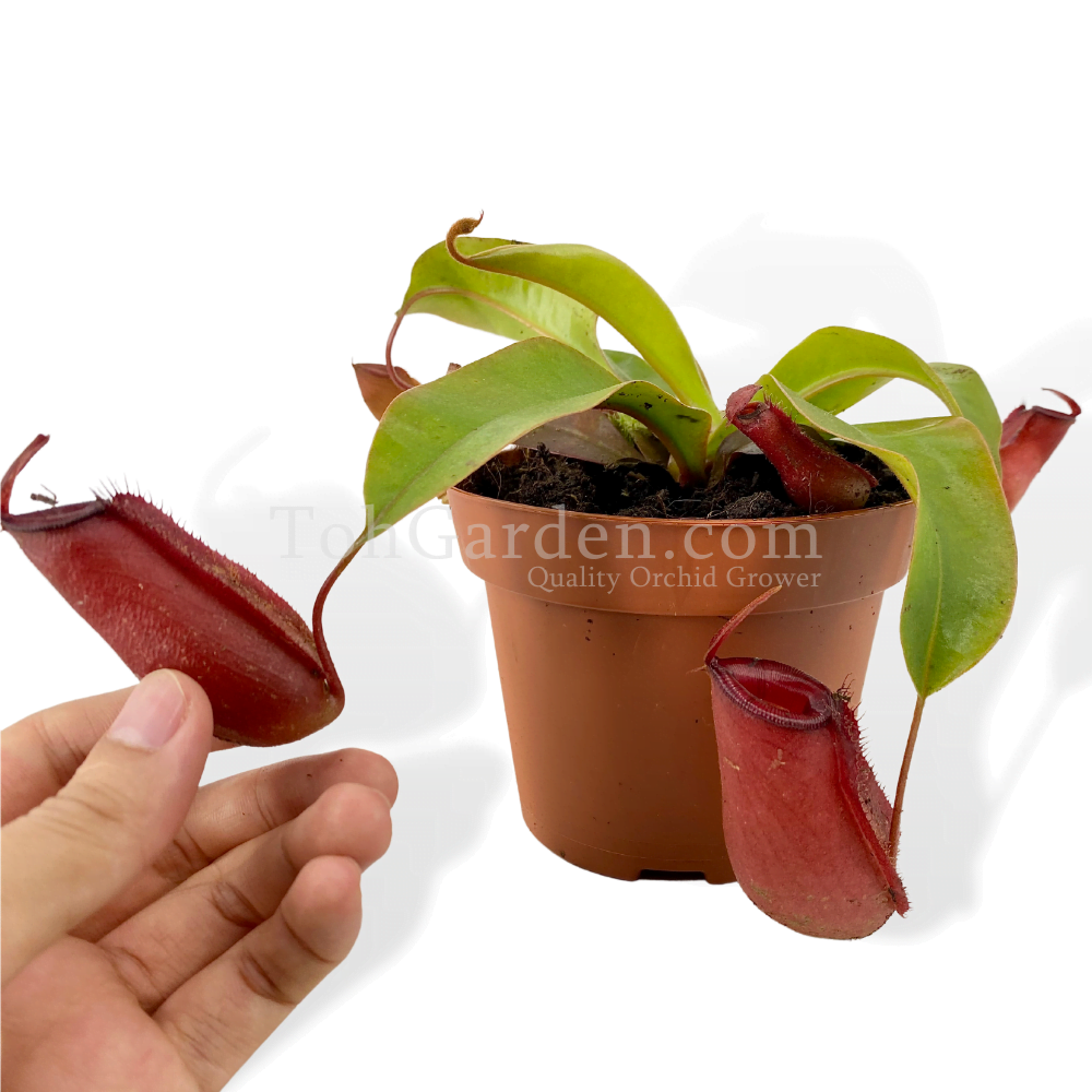 Nepenthes (Red Pitcher) Nepenthes (Red Pitcher)