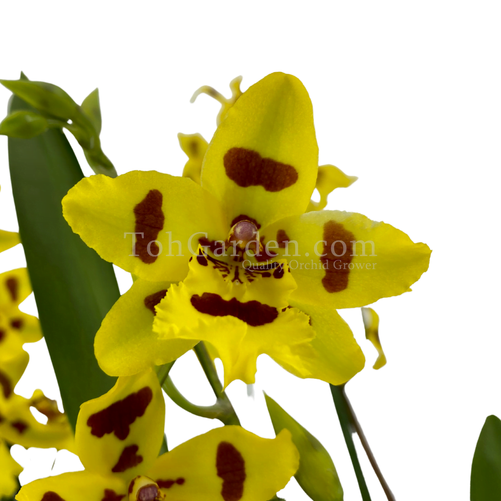 Oncidium Tiger Crow Golden Gates (4 spikes) - Toh Garden : Singapore Orchid  Plant & Flower Grower