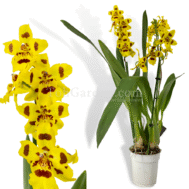 Oncidium Tiger Crow Golden Gates