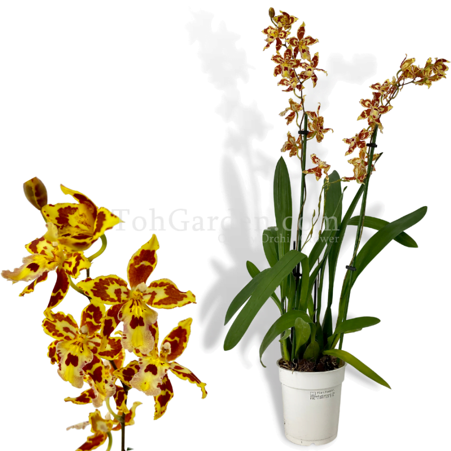 Odontoglossum Orchid (4 spikes)