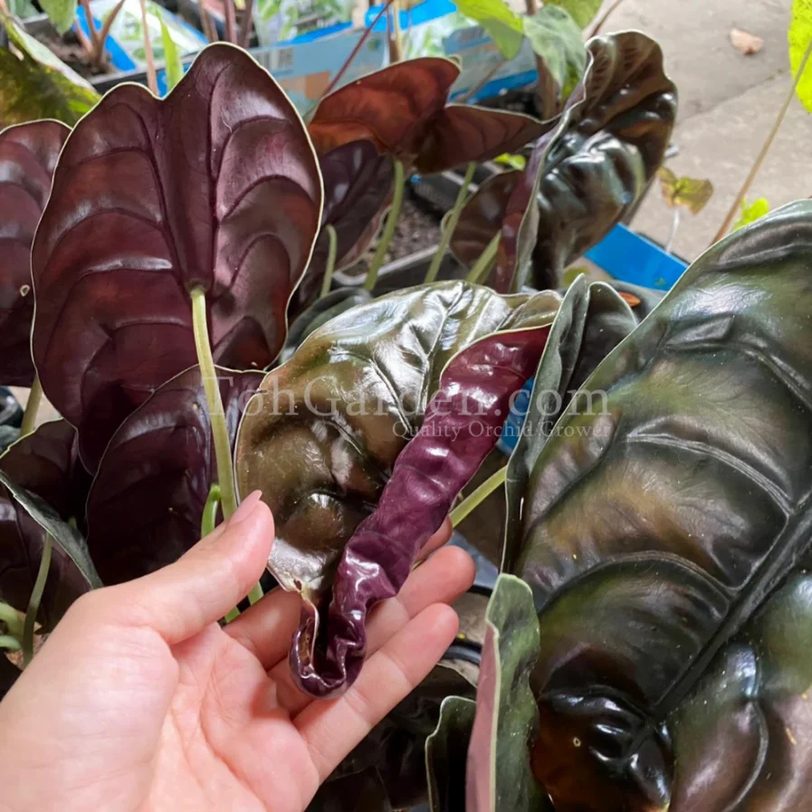 Alocasia Cuprea "Red Secret"