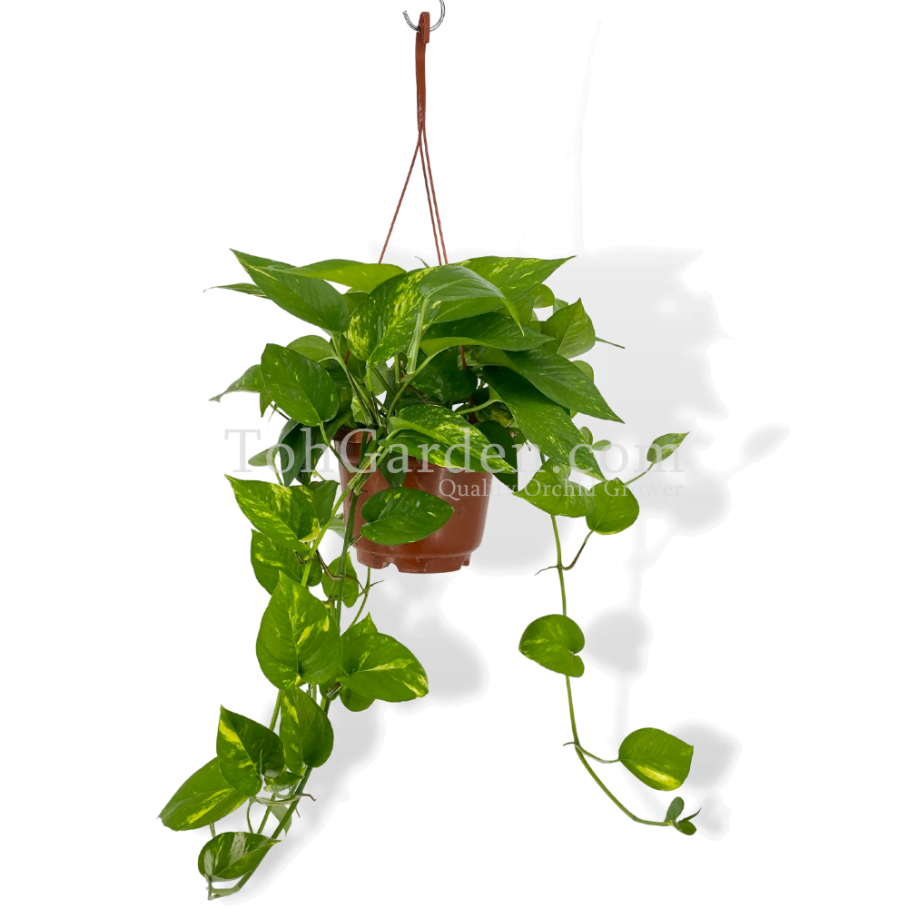 Epipremnum green Golden Pothos, Money Plant, Devil's Ivy, Ivy Arum