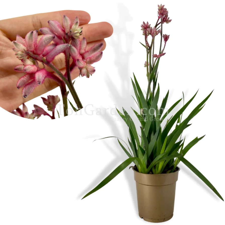 Kangaroo Paws Pink ‘Anigozanthos’