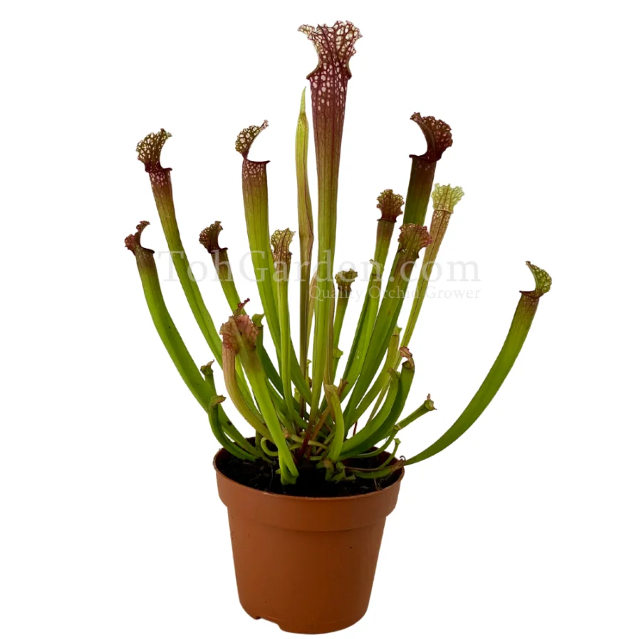 Sarracenia Stevensii