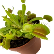 Venus Fly Trap Plant (Dionaea)(捕蠅草)