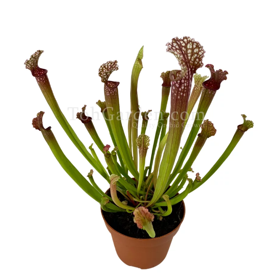 Sarracenia Stevensii