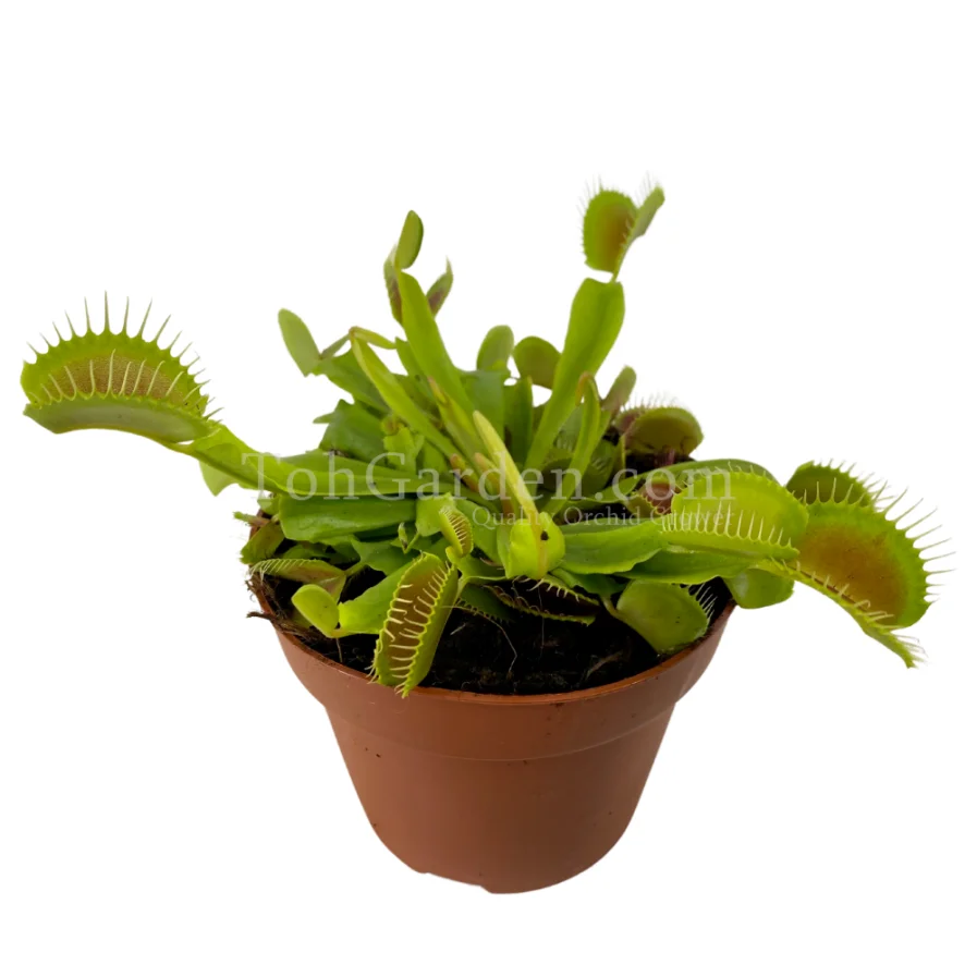 Venus Fly Trap Plant (Dionaea)(捕蠅草)