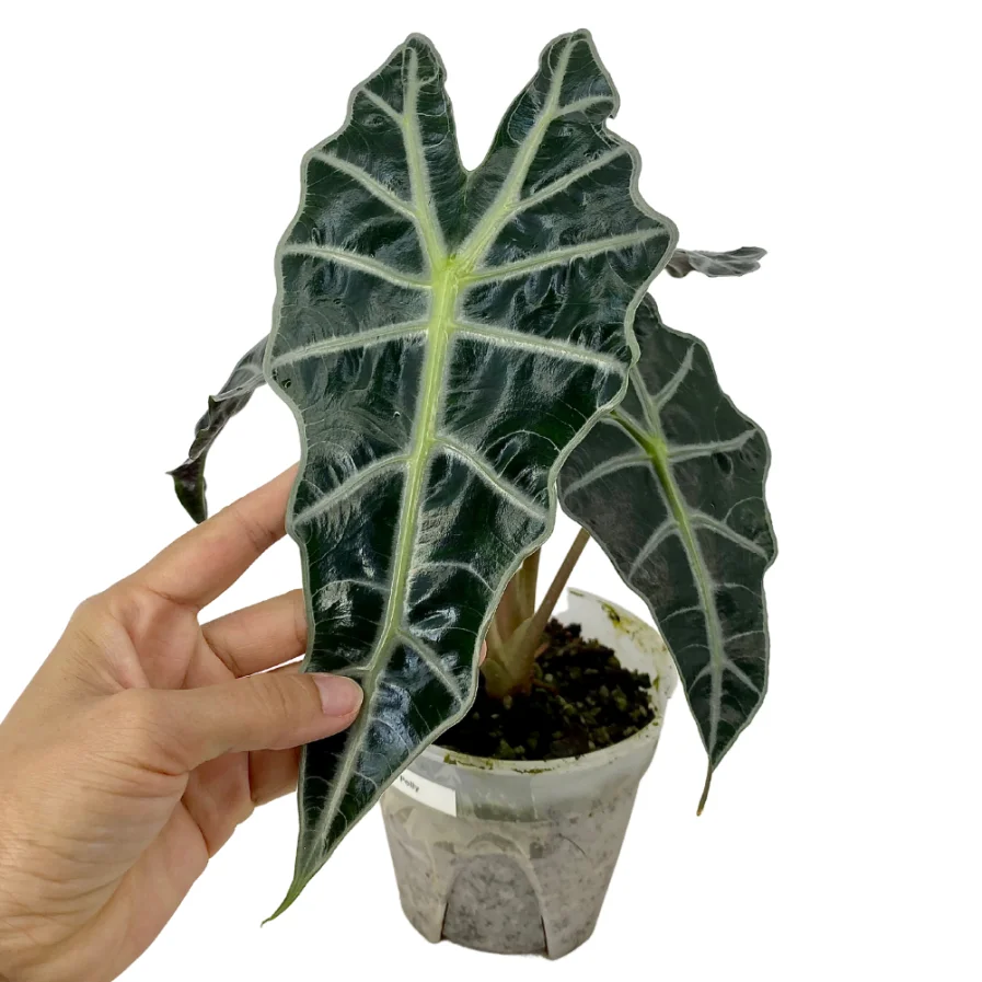 Alocasia Polly