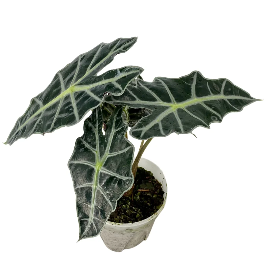 Alocasia Polly