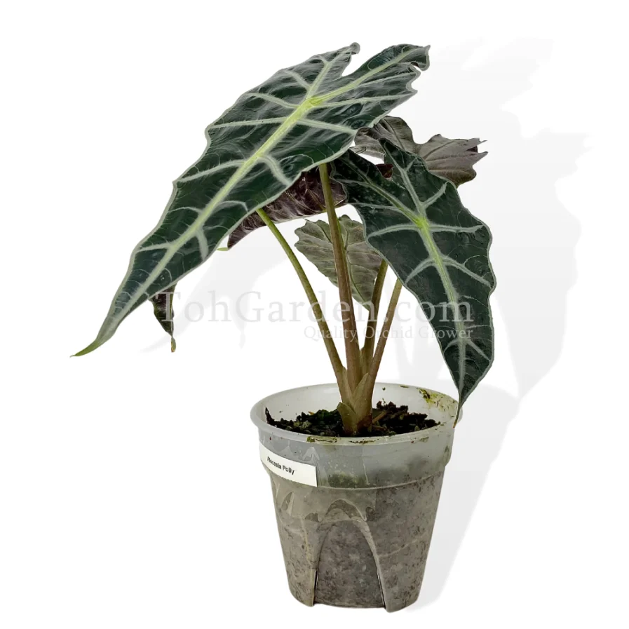 Alocasia Polly