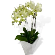Green Tetrahedrya Arrangement (5 in 1)
