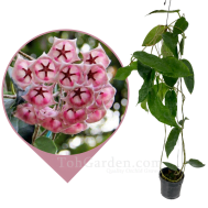 Hoya Archboldiana Pink