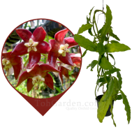 Hoya Imperialis Red