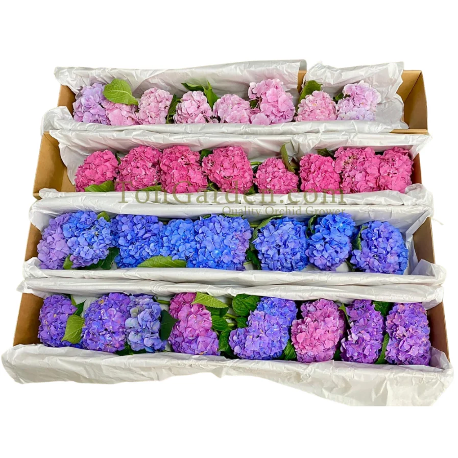 Mix Korean Hydrangea (1 Box)