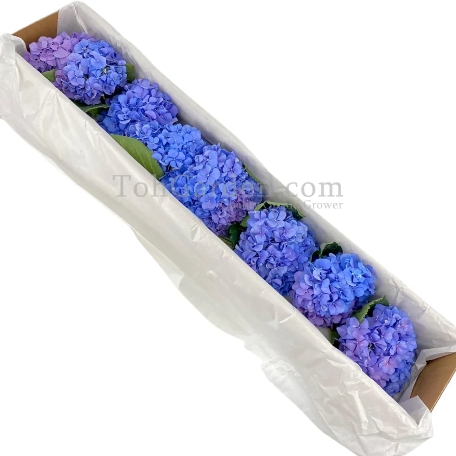 blue Korea Hydrangea