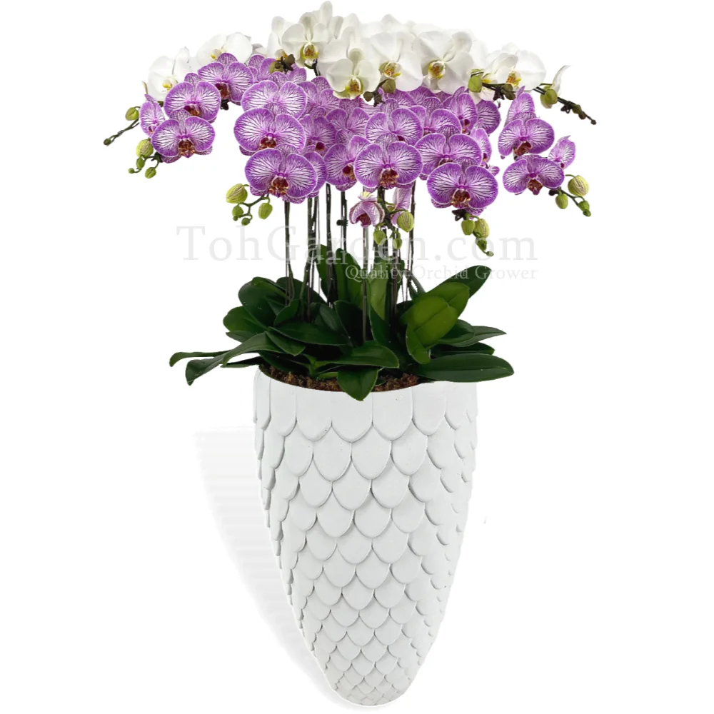 Phalaenopsis in Merlion Inspired Pot