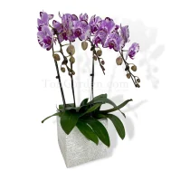 Pink Cubex Ivory Arrangement (3 in 1)