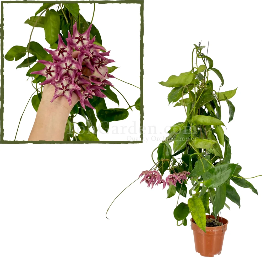 Hoya Macgillivrayi