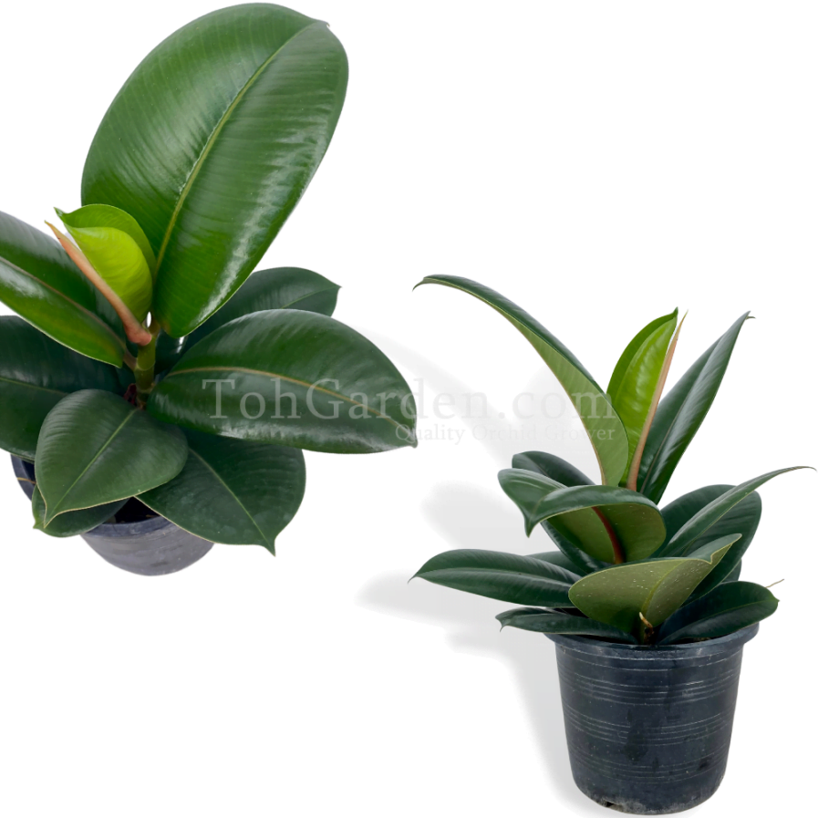 Ficus Elastica / Rubber Plant