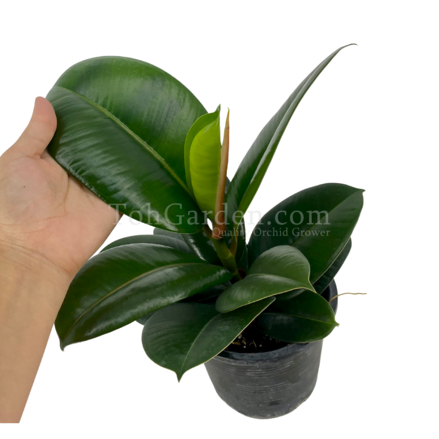 Ficus Elastica / Rubber Plant