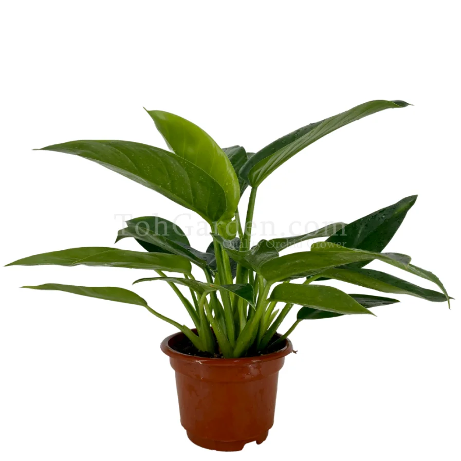 Philodendron Congo Green - Toh Garden : Singapore Orchid Plant & Flower ...