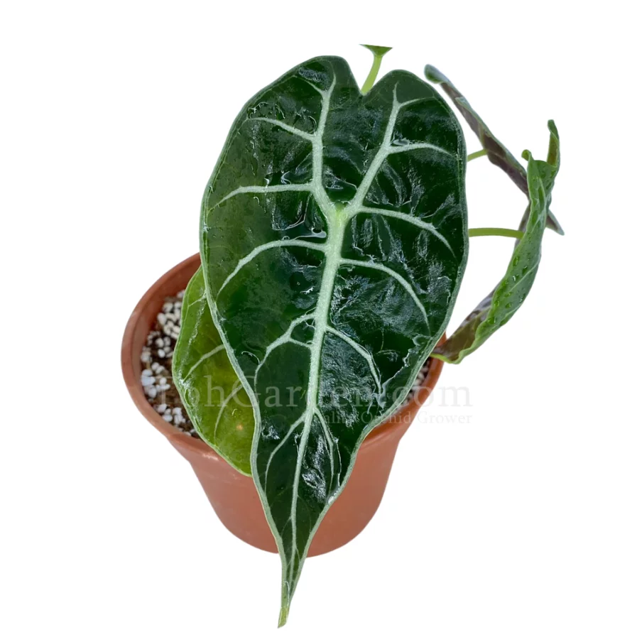 Alocasia watsoniana “Ripples”