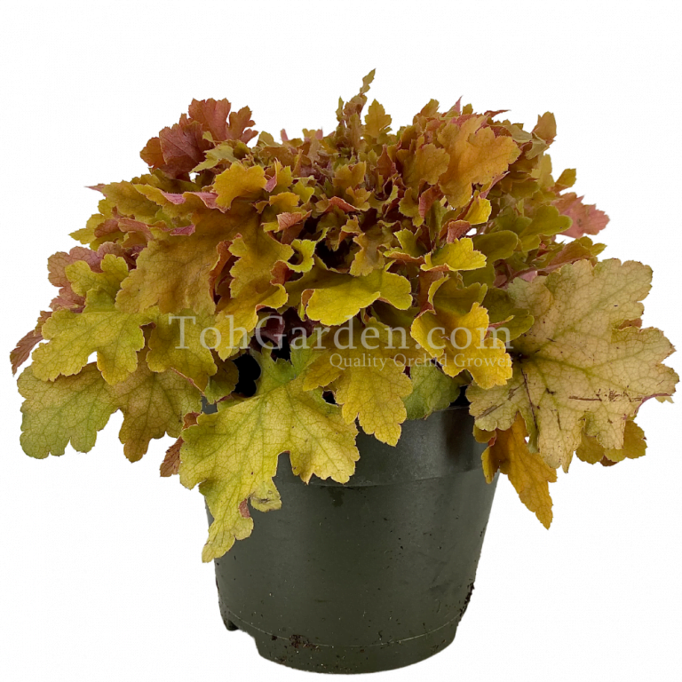 Heuchera Summer Orange - Toh Garden : Singapore Orchid Plant & Flower