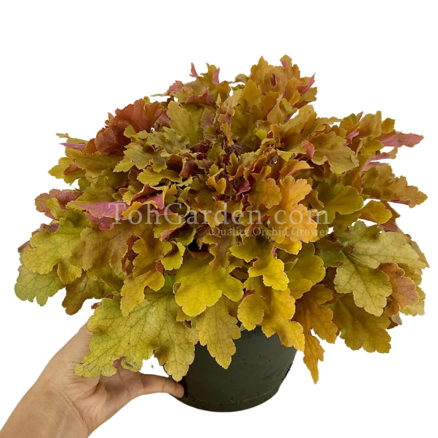 Heuchera Summer Orange