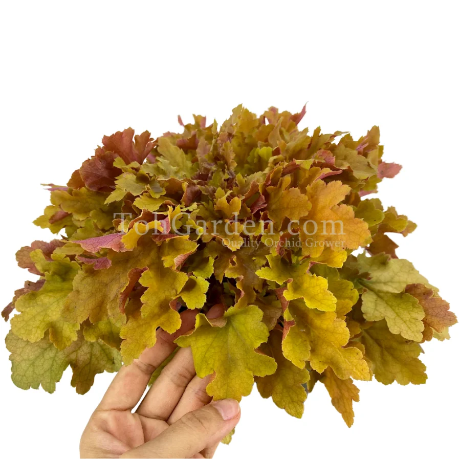 Heuchera Summer Orange