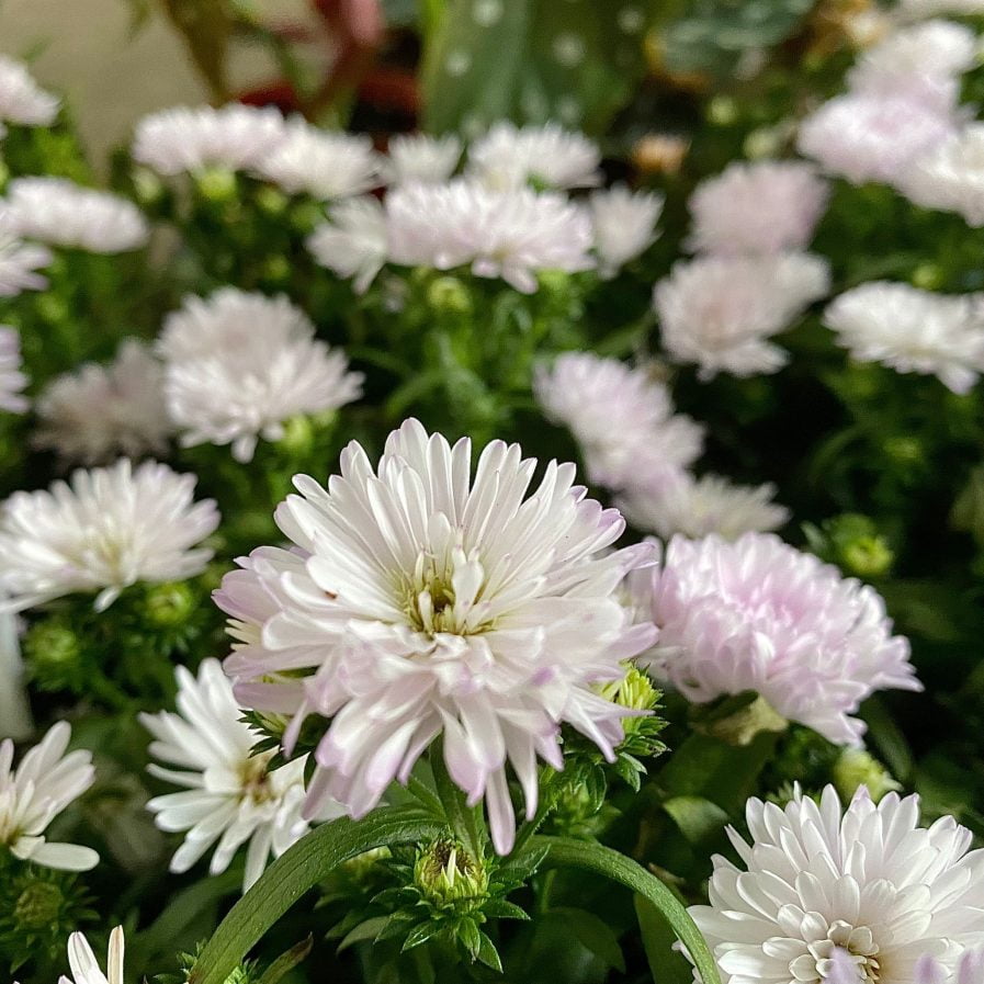 Asters Pretty Pink