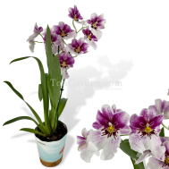 Bicolour Miltoniopsis hybrids (2 Spikes Large Flowers)