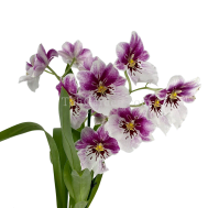 Bicolour Miltoniopsis hybrids (2 Spikes Large Flowers)