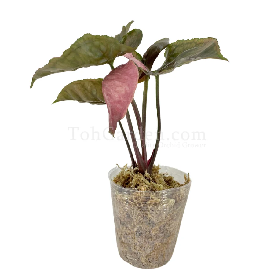 Syngonium Strawberry Ice