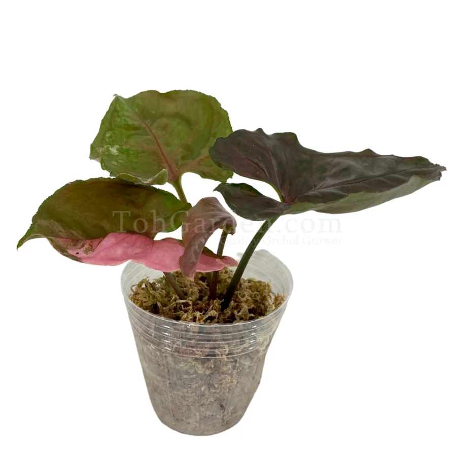 Syngonium Strawberry Ice