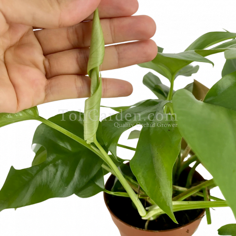 Philodendron minima - Toh Garden : Singapore Orchid Plant & Flower Grower