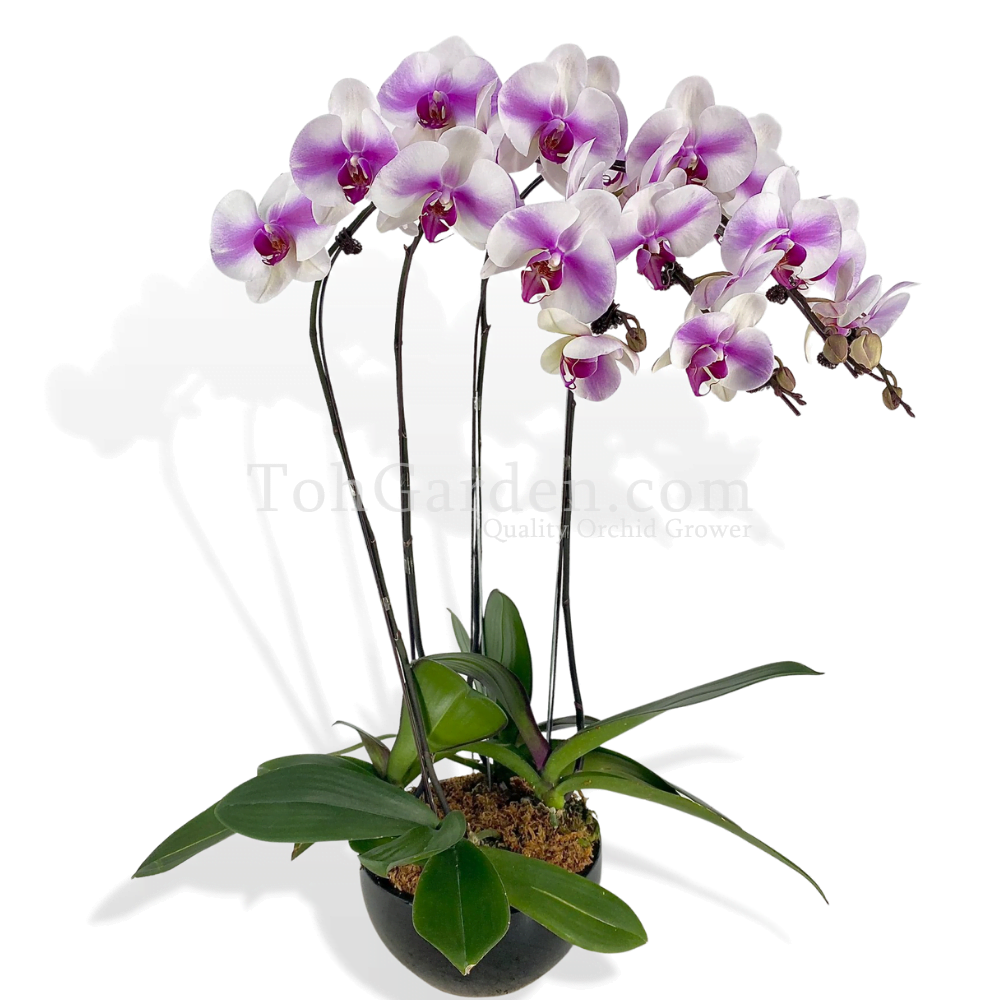 Pink Blush Phalaenopsis Arrangement (4 in 1) - Toh Garden : Singapore  Orchid Plant & Flower Grower