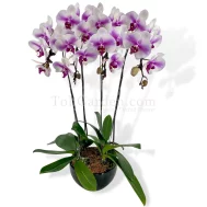 Pink One Blush Phalaenopsis Arrangement(4 in 1)