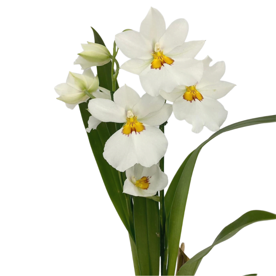 White Miltoniopsis